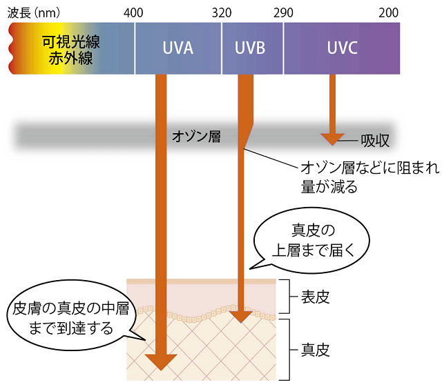 紫外線とやけど