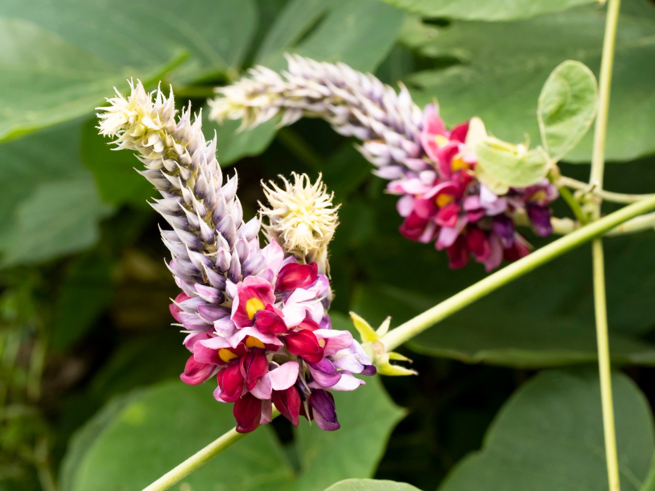 葛の花