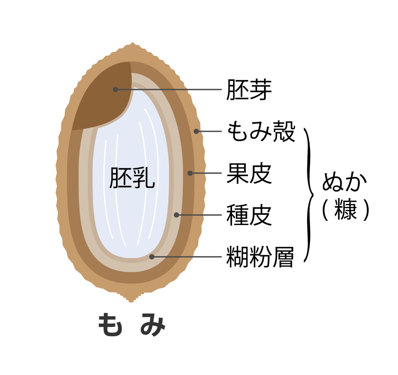 米ぬか