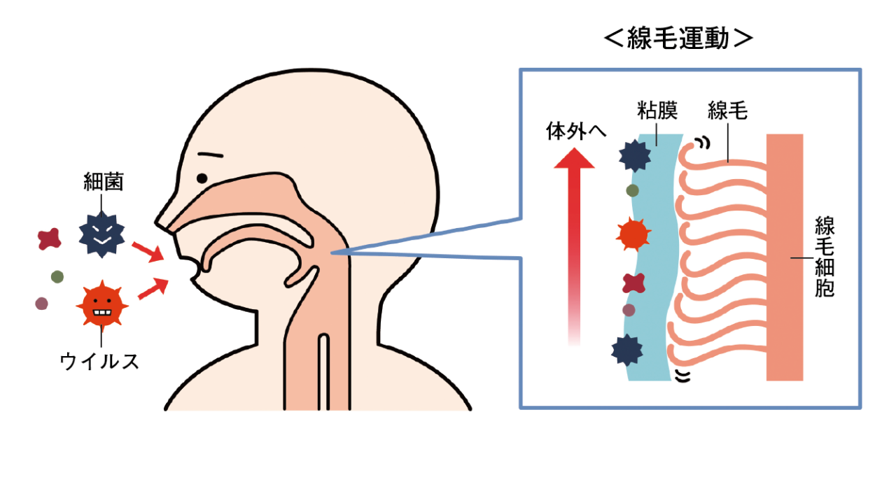 線毛が異物を排出する仕組み