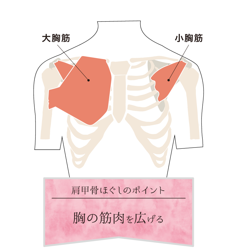 肩甲骨ほぐしのポイントは、胸の筋肉を広げること